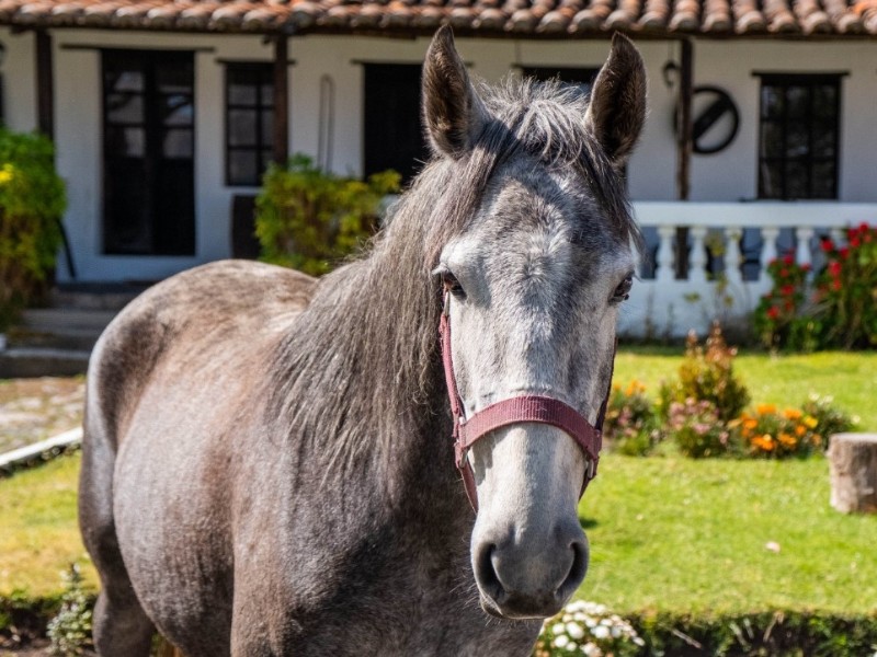Animals of the Hacienda