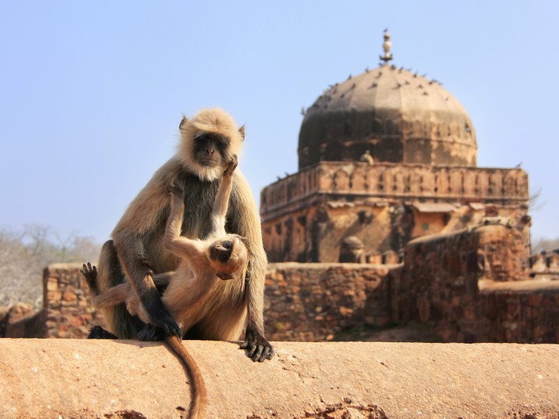 India - Ranthambore National Park