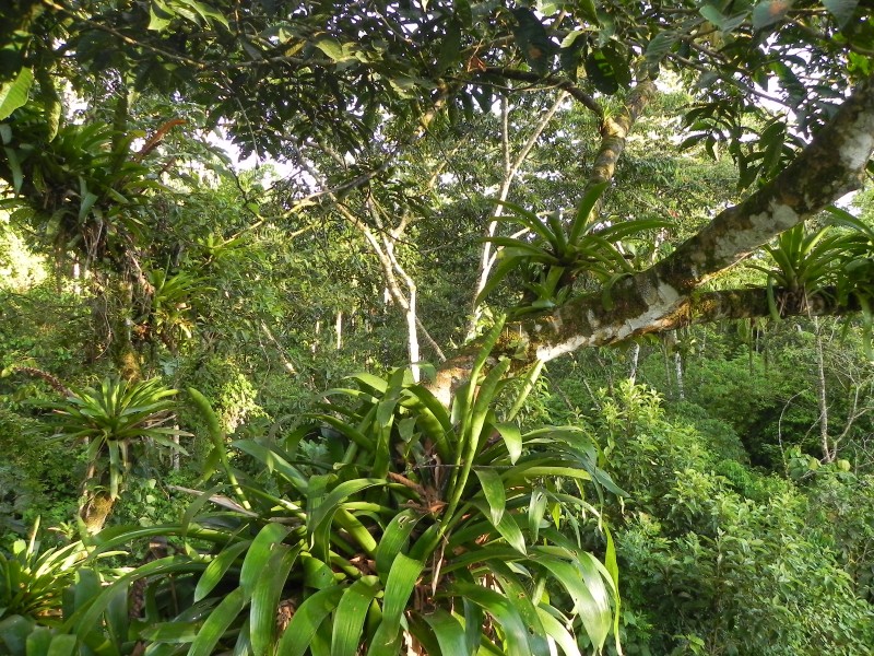 Sarapiqui - Tieflandregenwald