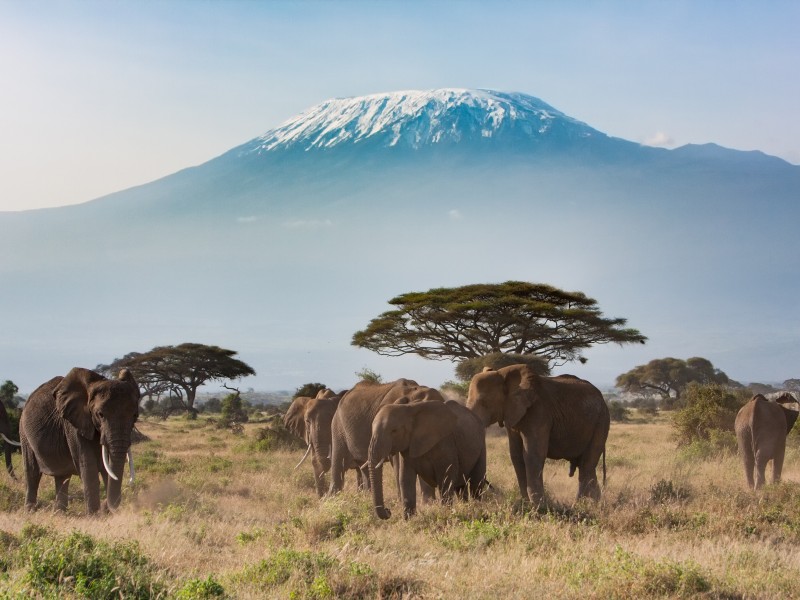 Kenya - Amboseli - Kilimanjaro