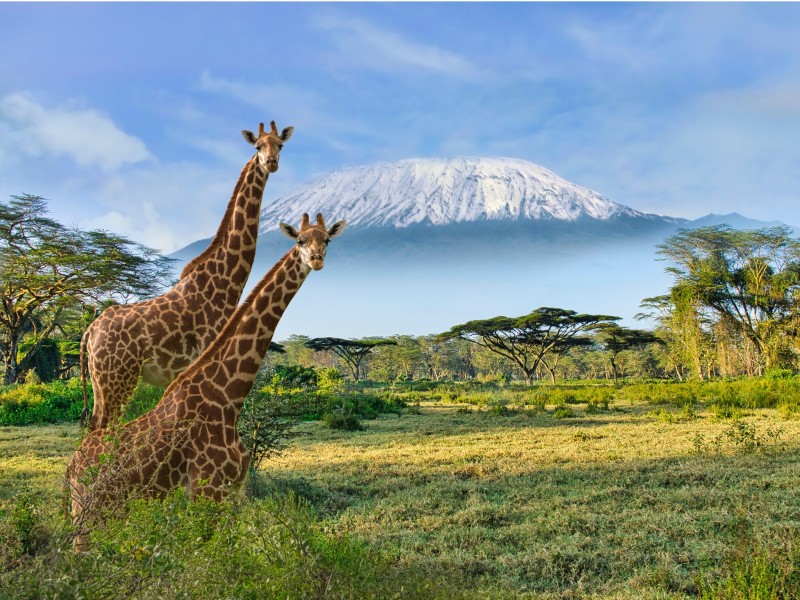Amboseli Kilimandjaro Kenya