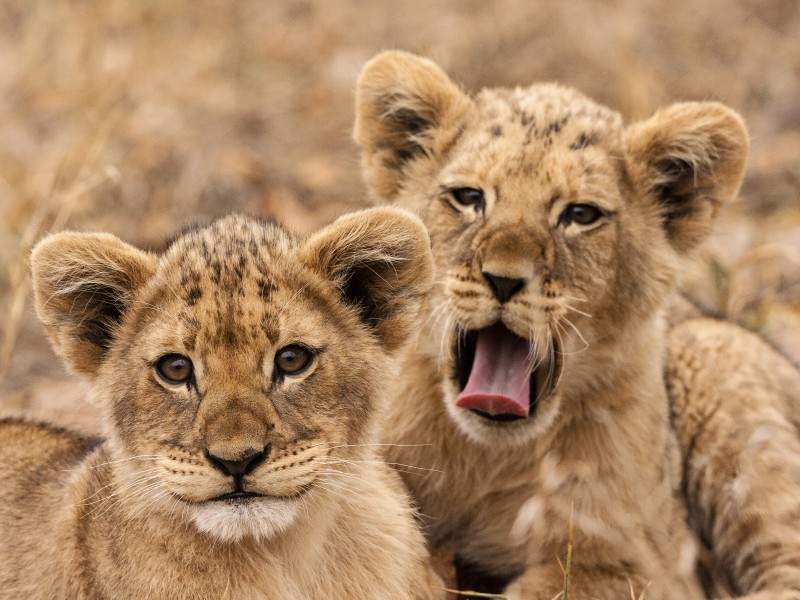 Krüger Nationalpark
