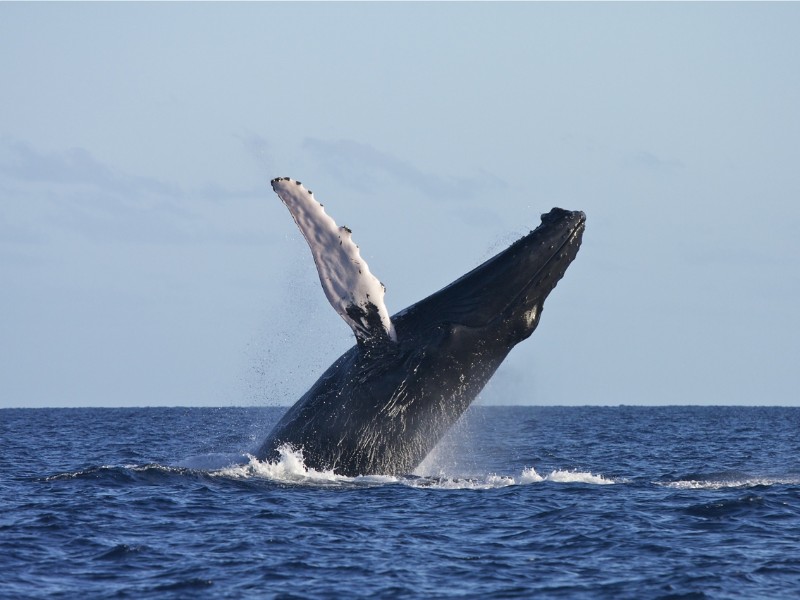 Samaná - Walbeobachtung