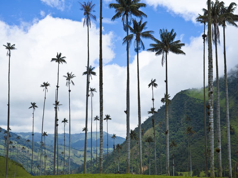 Valle del Cocora