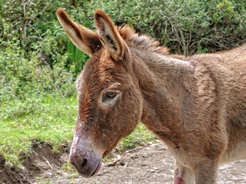 Donkey