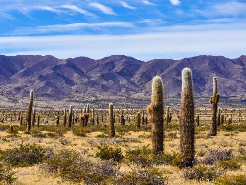 Los Cardones Nationalpark