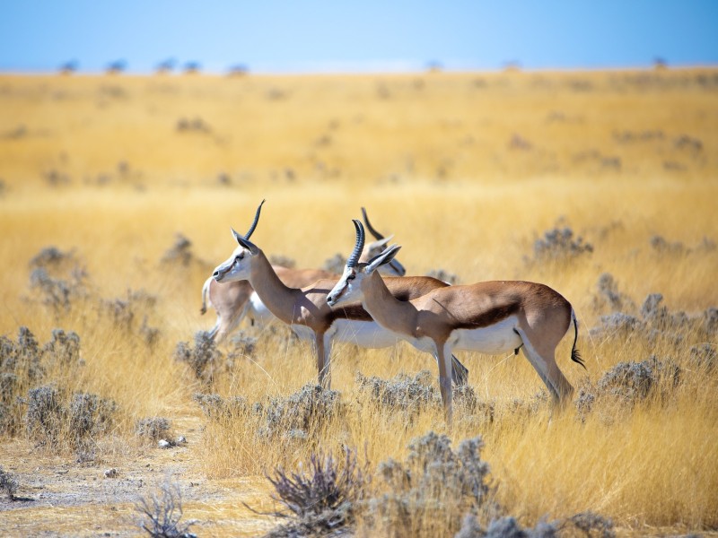 Antilopen in Namibia