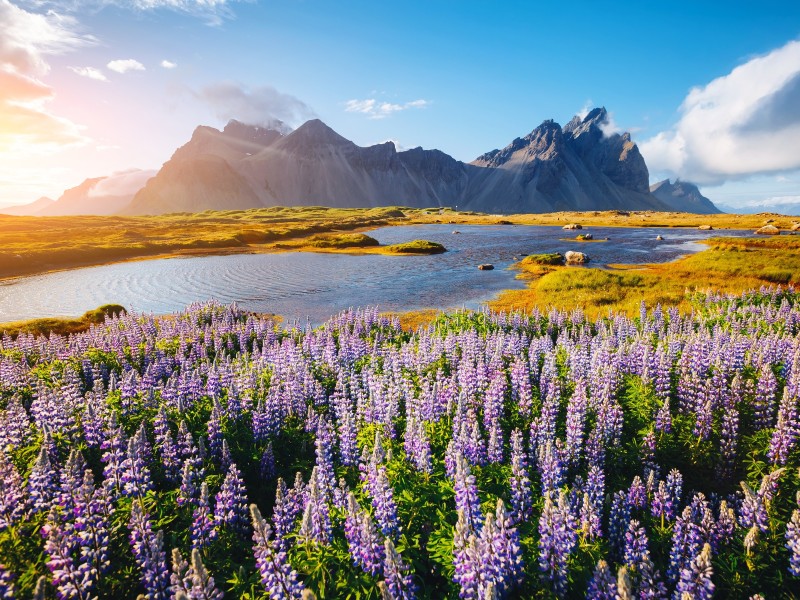 Iceland - Stokksnes Cape - Vestrahorn