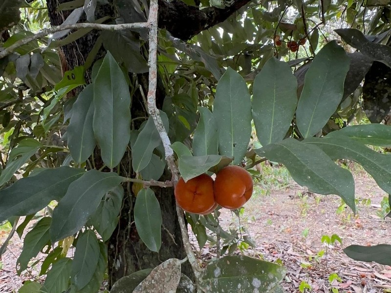 Lucuma