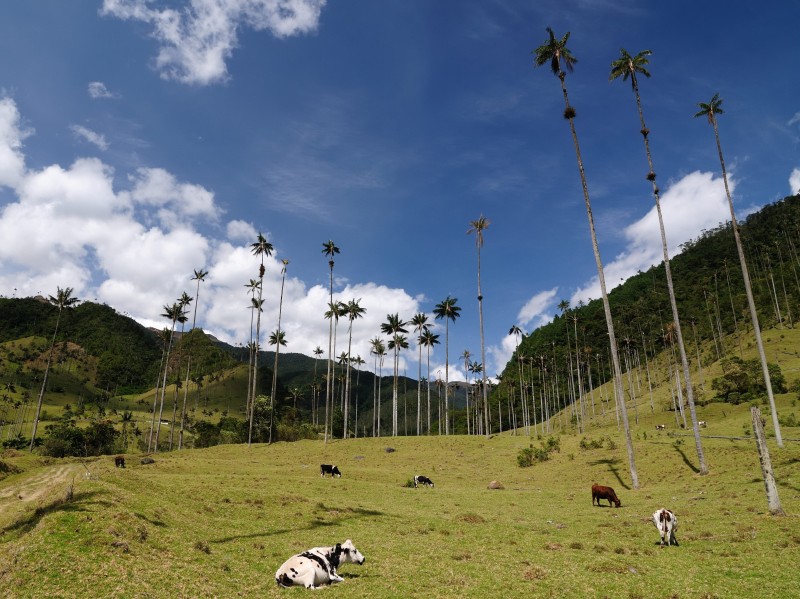 Colombia - Quindio - Cocora Valley