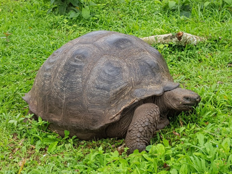 Galapagos - Riesenschildkröte
