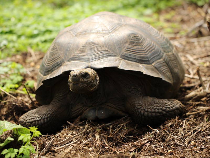 Galápagos-Riesenschildkröte auf St. Cruz