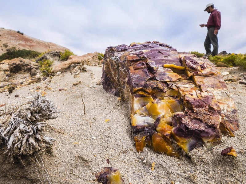 Bahia Bustamante versteinerter Wald 