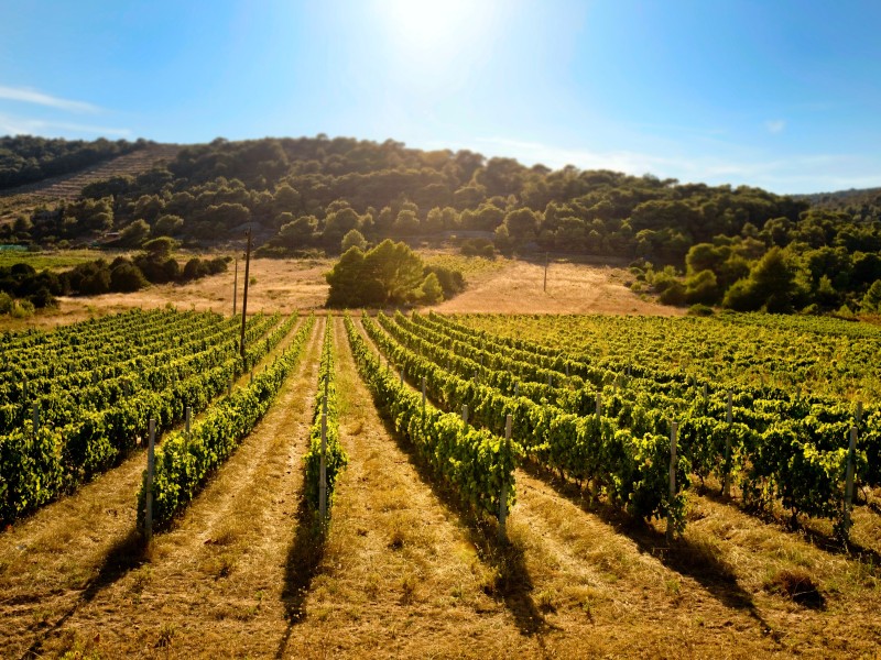 Vineyards in Korčula