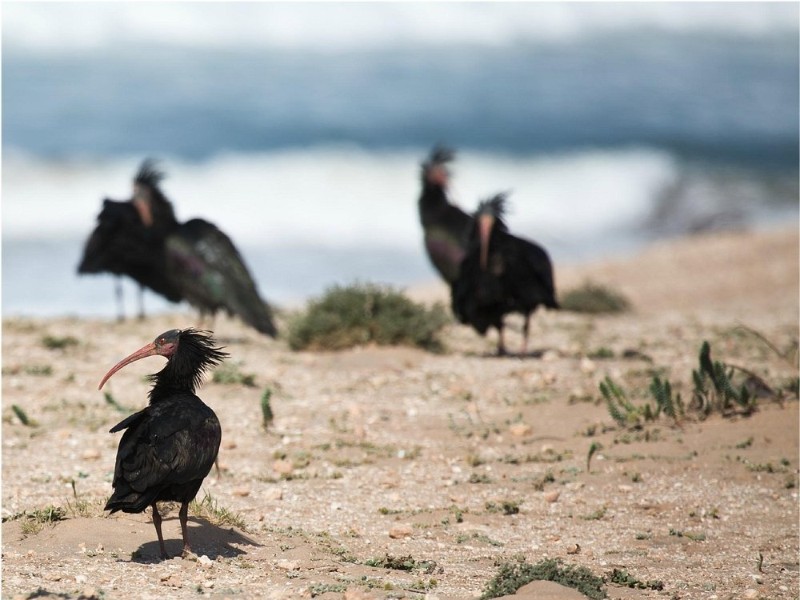 agadir national park 5