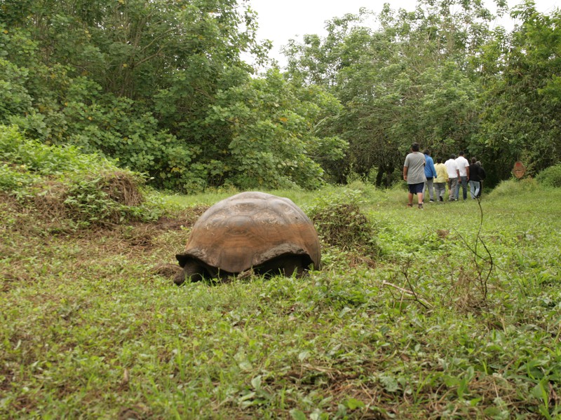 Giant tortoises in the highlands