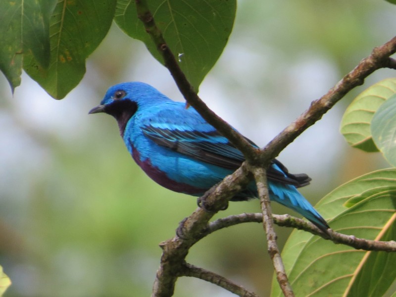 Arenal Observatory Lodge - Cotinga