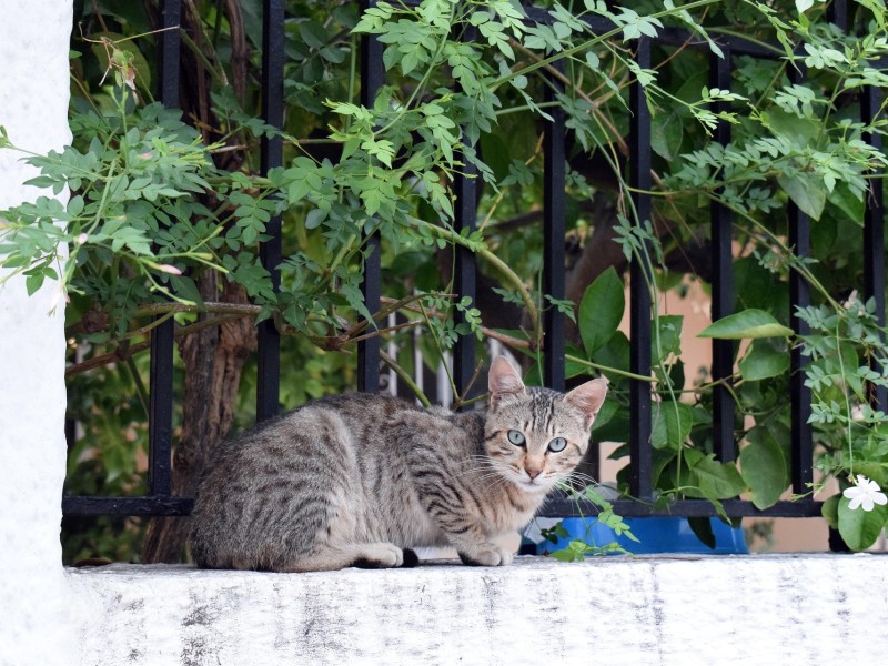 Greek Cat