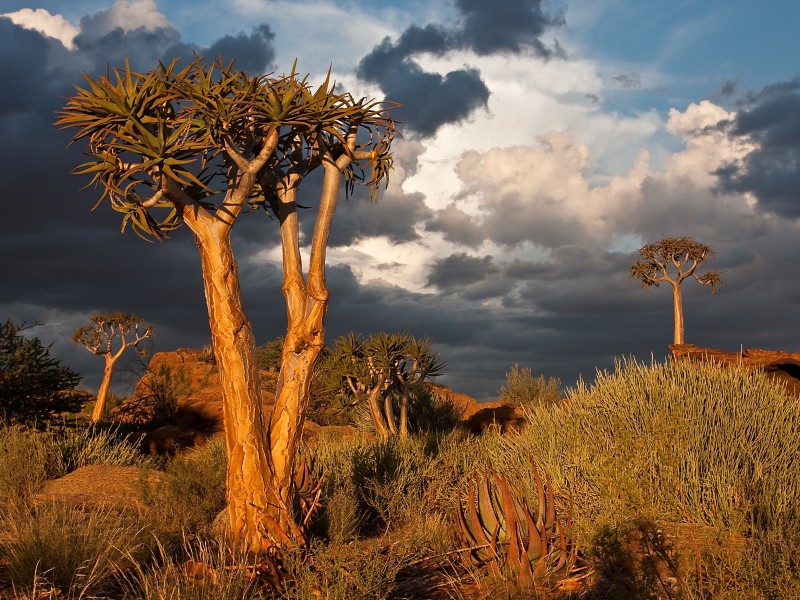 Safari von Kapstadt über Namibia und Botswana bis zu den Victoriafällen