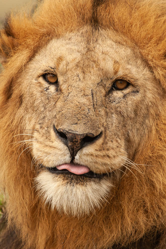Lion