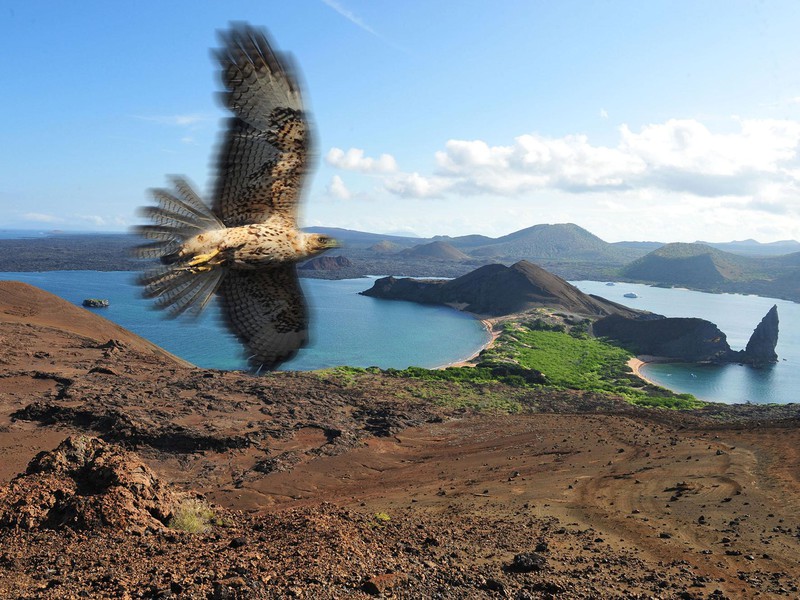 Galapagos Adler vor Bartolomé
