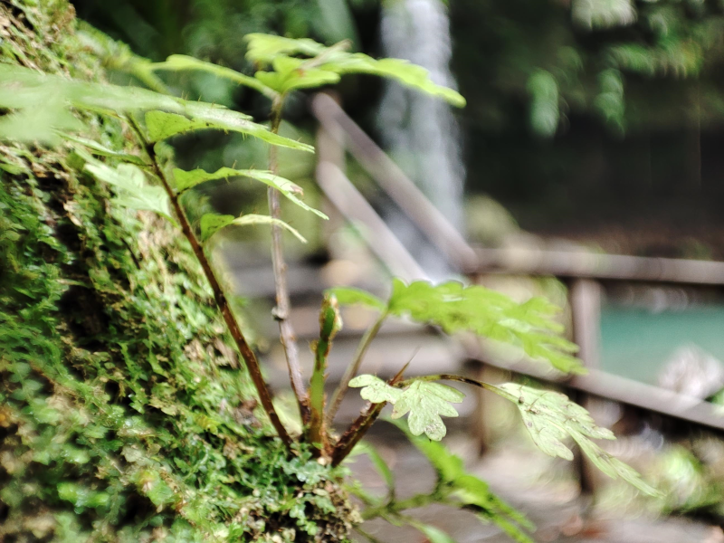 Falls Backdrop Dominica