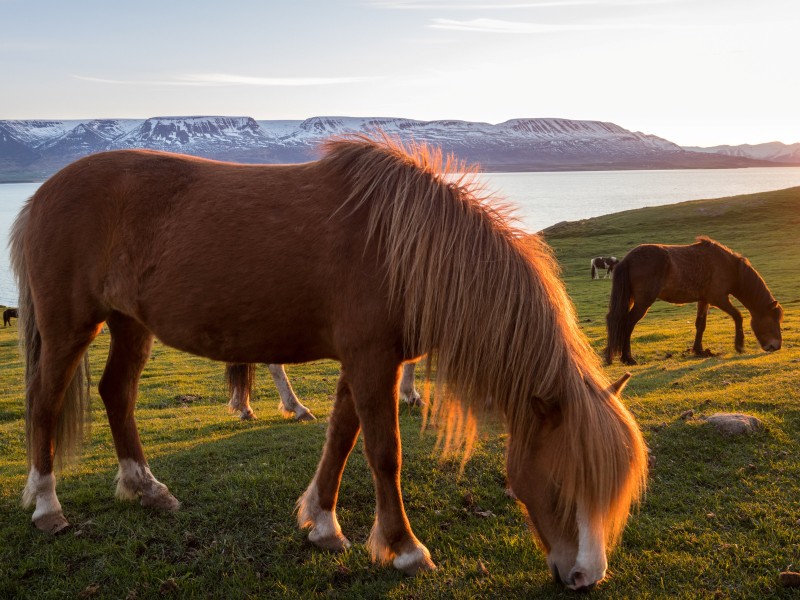 Iceland - Horses