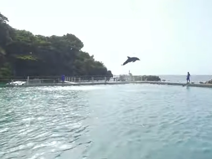 Dolphin Cove