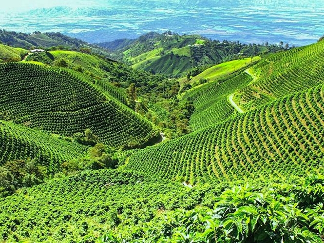 Manizales Coffee Experience