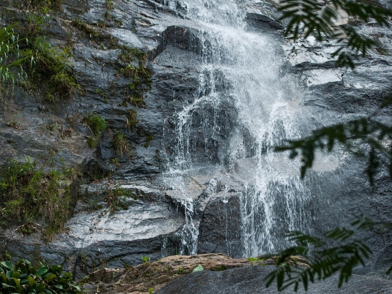 Tijuca Forest
