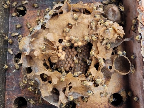 Peru_Peru_Delfin III