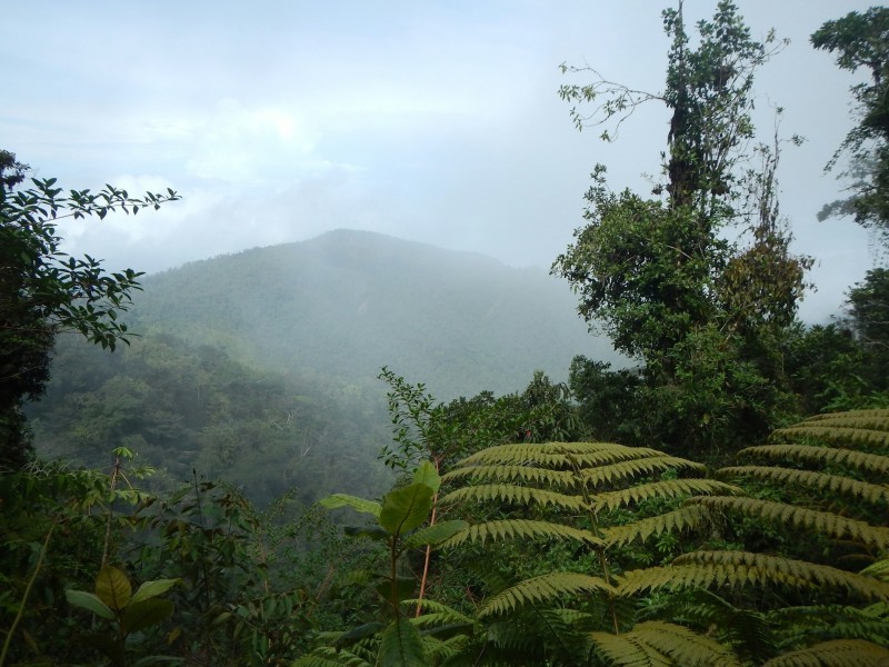 jungle scene- day 4