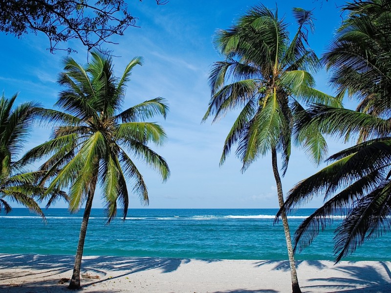 Beach with Palm tree