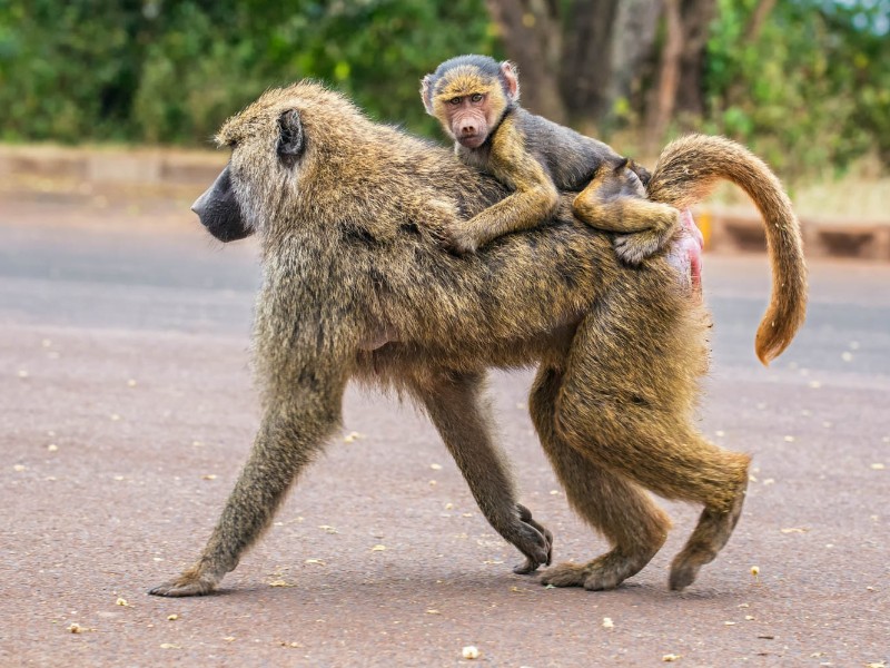 Baboon
