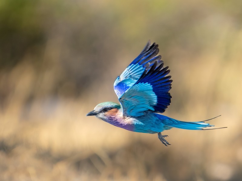 Botswana - Moremi Game Reserve