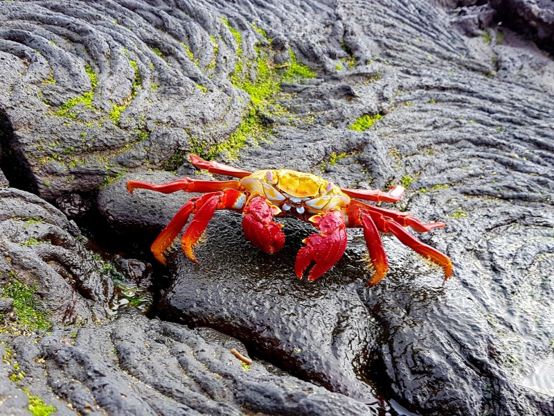 Galapagos - Rote Klippenkrabbe 