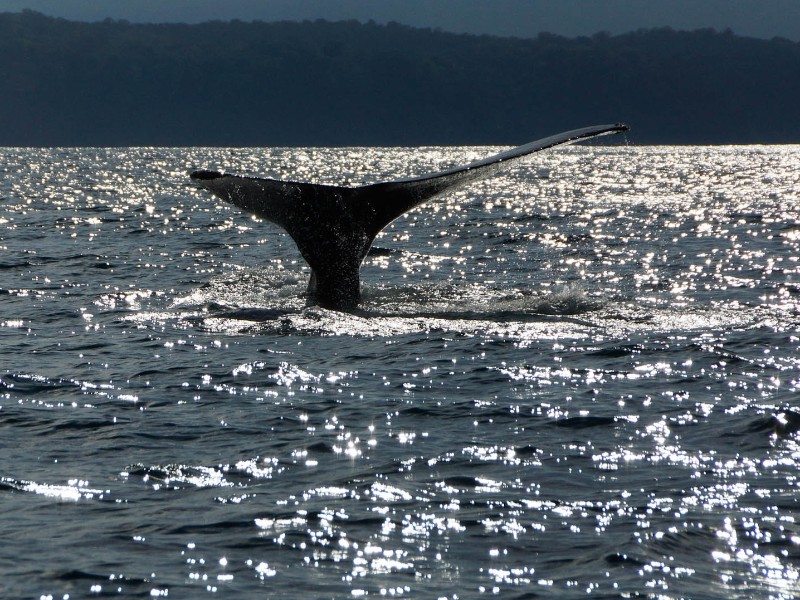 Marino Ballena Nationalpark - Walflosse