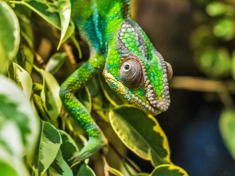 Chameleon