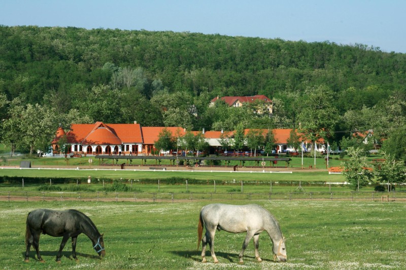 Lazar Horse Farm