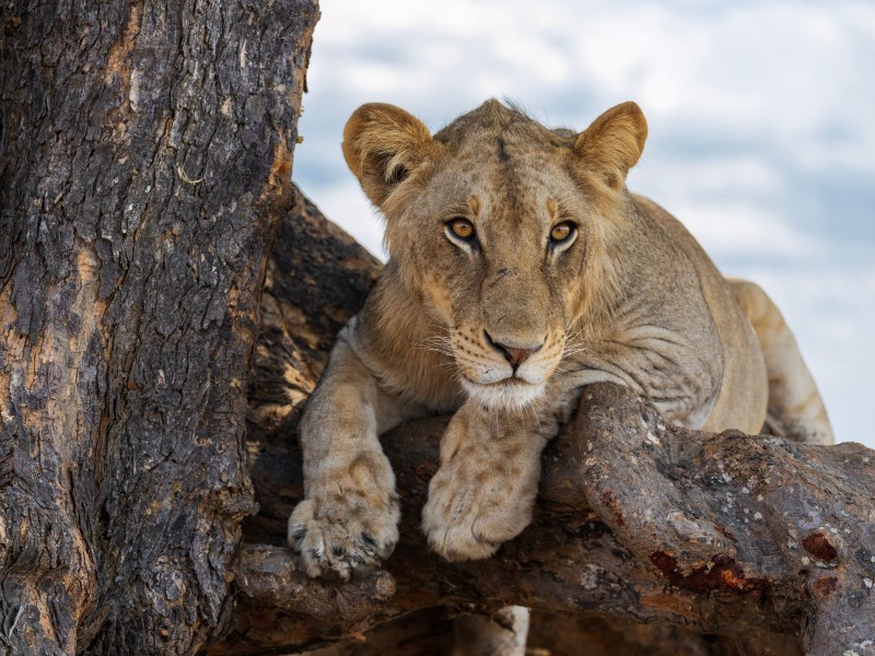 Regal lion rests in tranquility