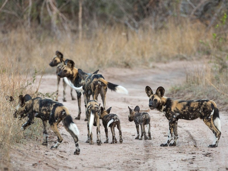 African wild dog