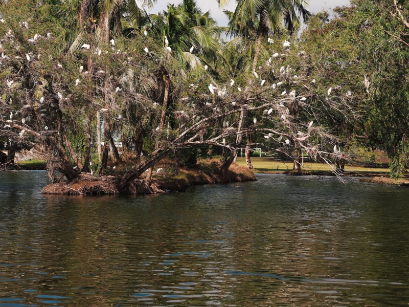 Guyana Botanical Gardens