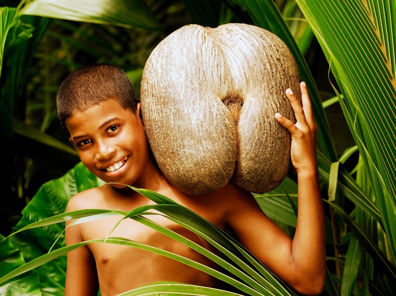 Junge mit einer Coco de Mer