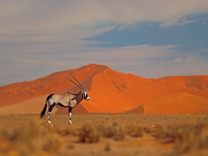 Gemsbok-Sossusvlei-Namibia