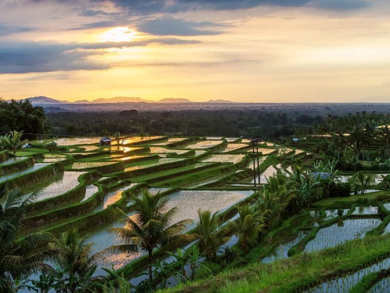 Indonesia - Bali - Jatiluwih