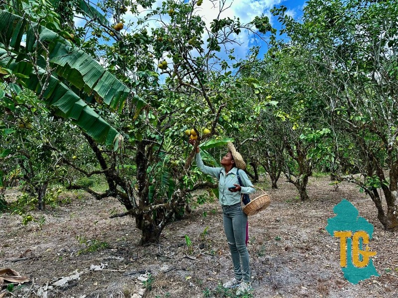 Picking fruits