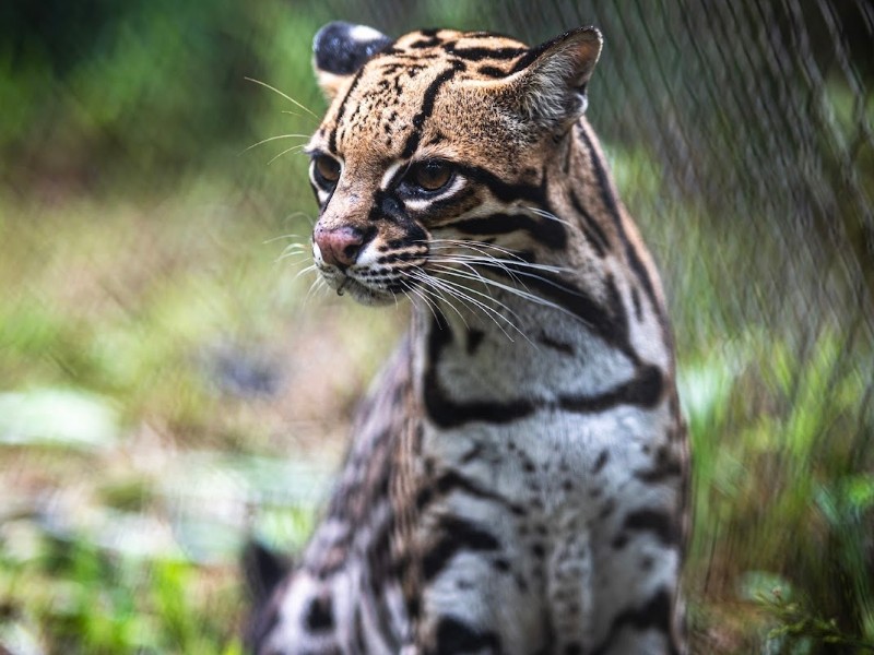 Tier im amaZOOnico-Tierrettunszentrum