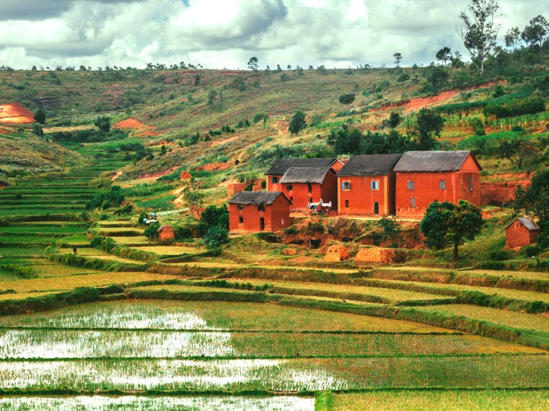 Madagaskar - Reisfelder
