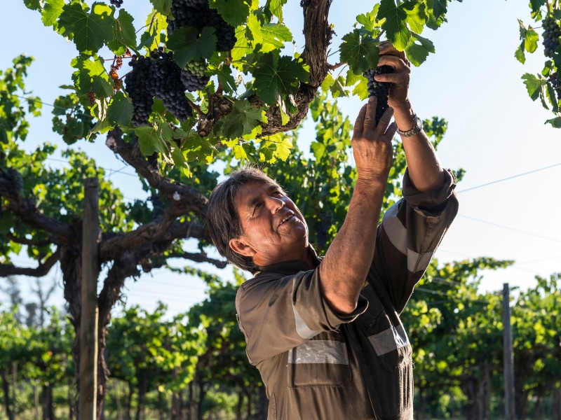 Santa Rita Vineyard
