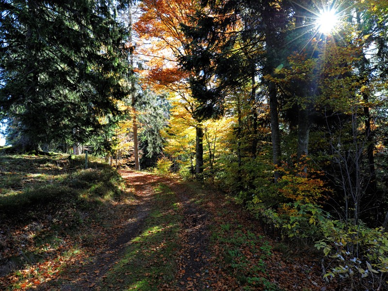 Germany - Schwartzwald 3